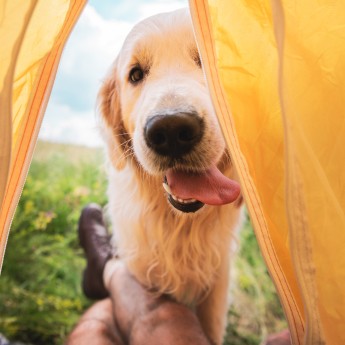 Campings met Hond Ardoer