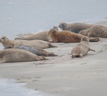 Rondvaart Vlissingen - Zeehonden tijdens Zeehondensafari