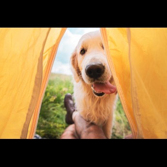 Campings met Hond Ardoer