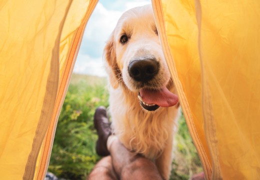 Campings met Hond Ardoer