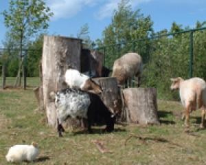 Dierenweide