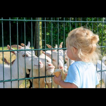 Dierenweide Westhove.jpg